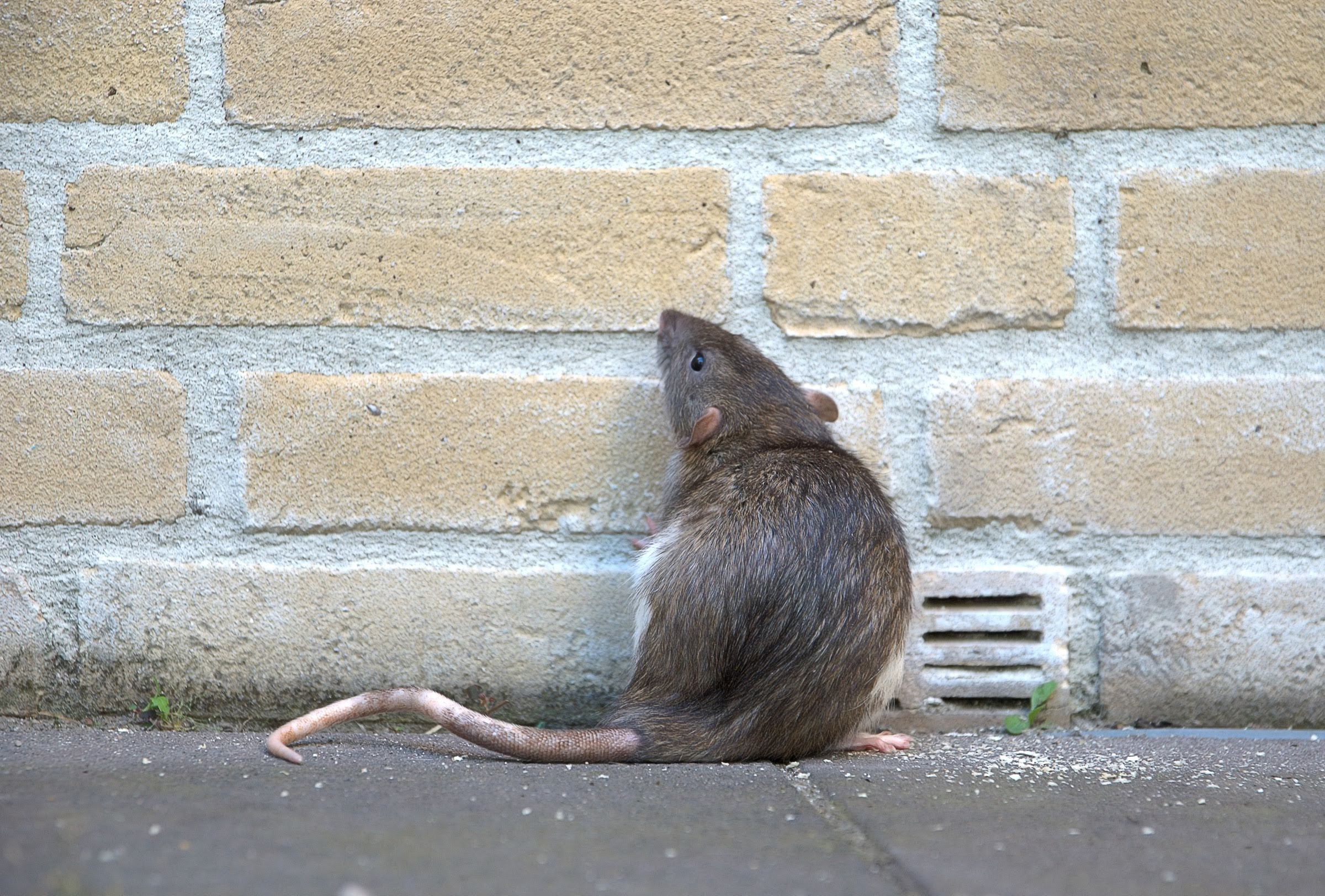 Veterans Pest Control: Service Image-3 Veterans Pest Control: Service Image-3