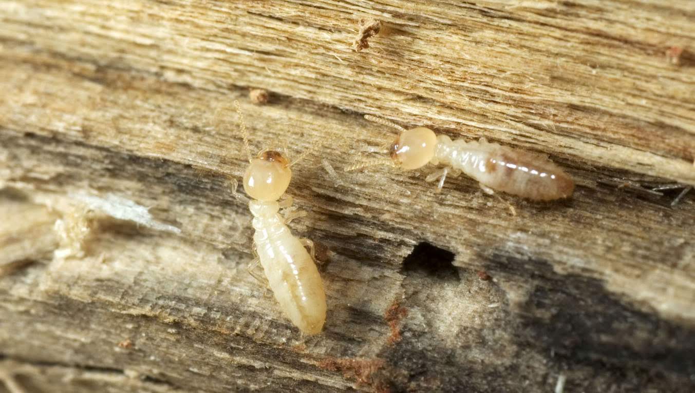 Veterans Pest Control: Service Image-0 Veterans Pest Control: Service Image-0